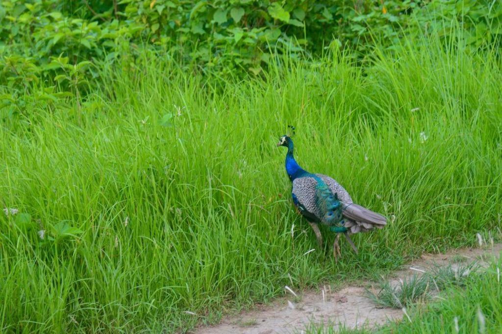 Hotel Greenland Safari Sauraha Ngoại thất bức ảnh