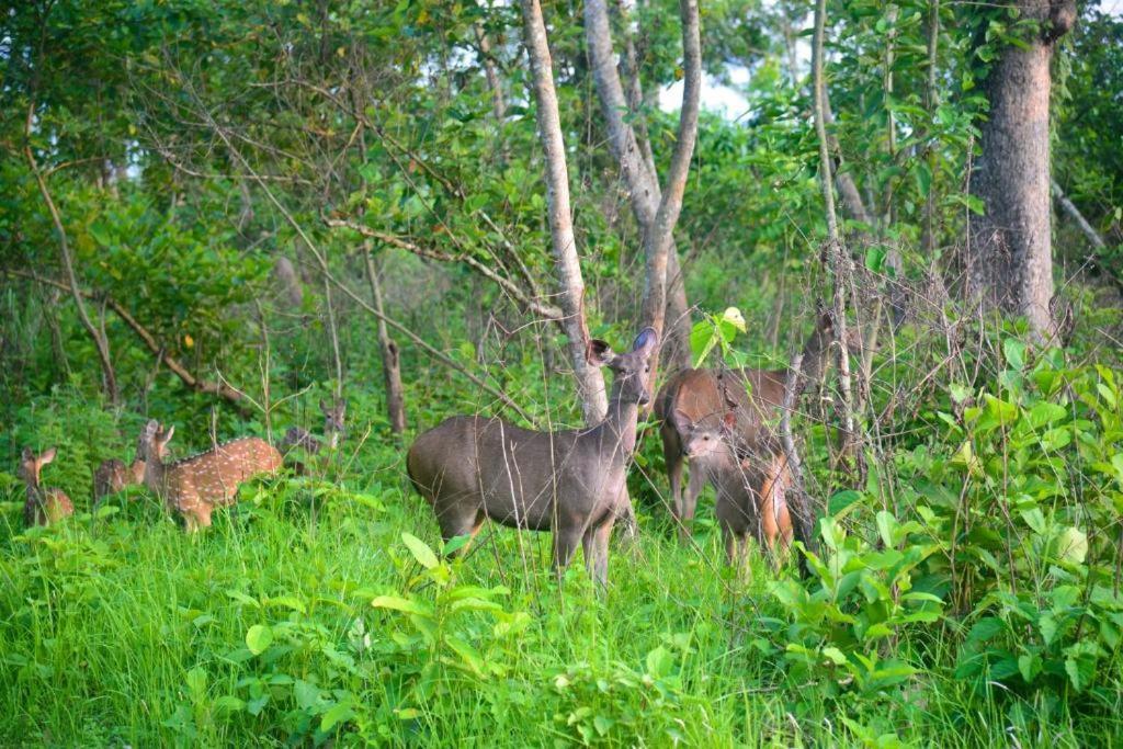 Hotel Greenland Safari Sauraha Ngoại thất bức ảnh