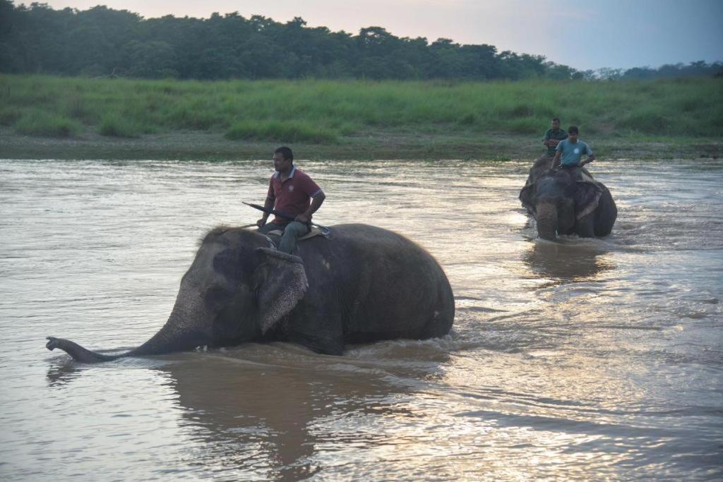 Hotel Greenland Safari Sauraha Ngoại thất bức ảnh