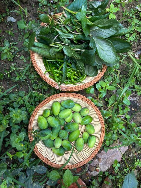 Hotel Greenland Safari Sauraha Ngoại thất bức ảnh